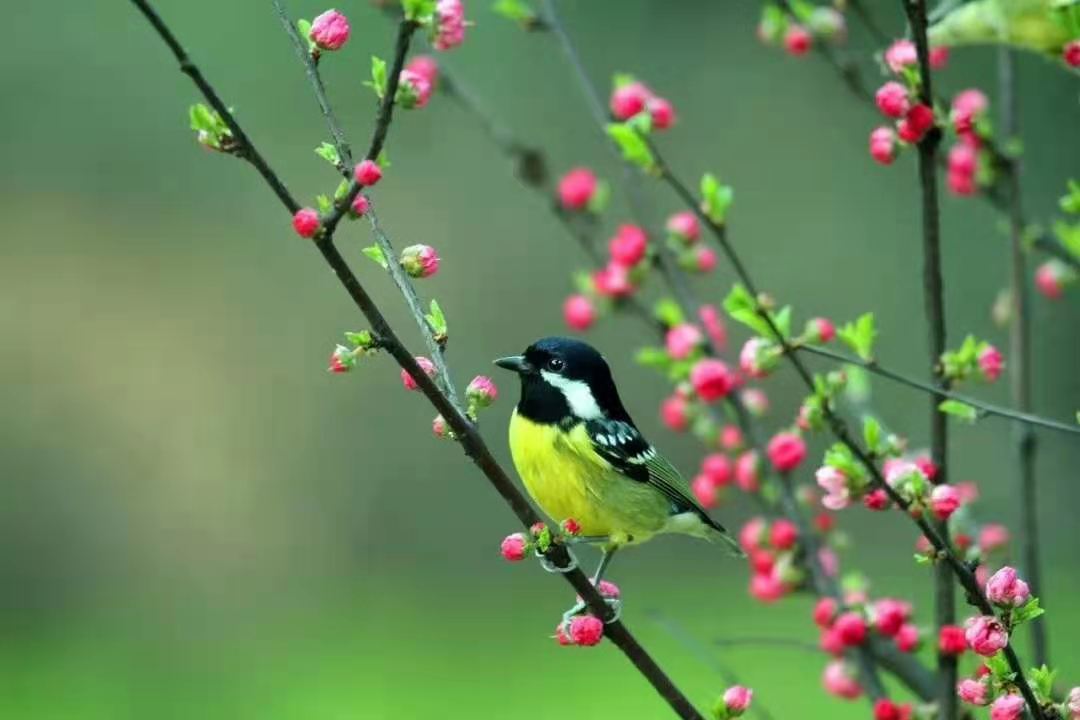 ����--����᪻�ѧ����--�����ʳƪ